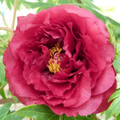 Vesuvian (2) upr_result